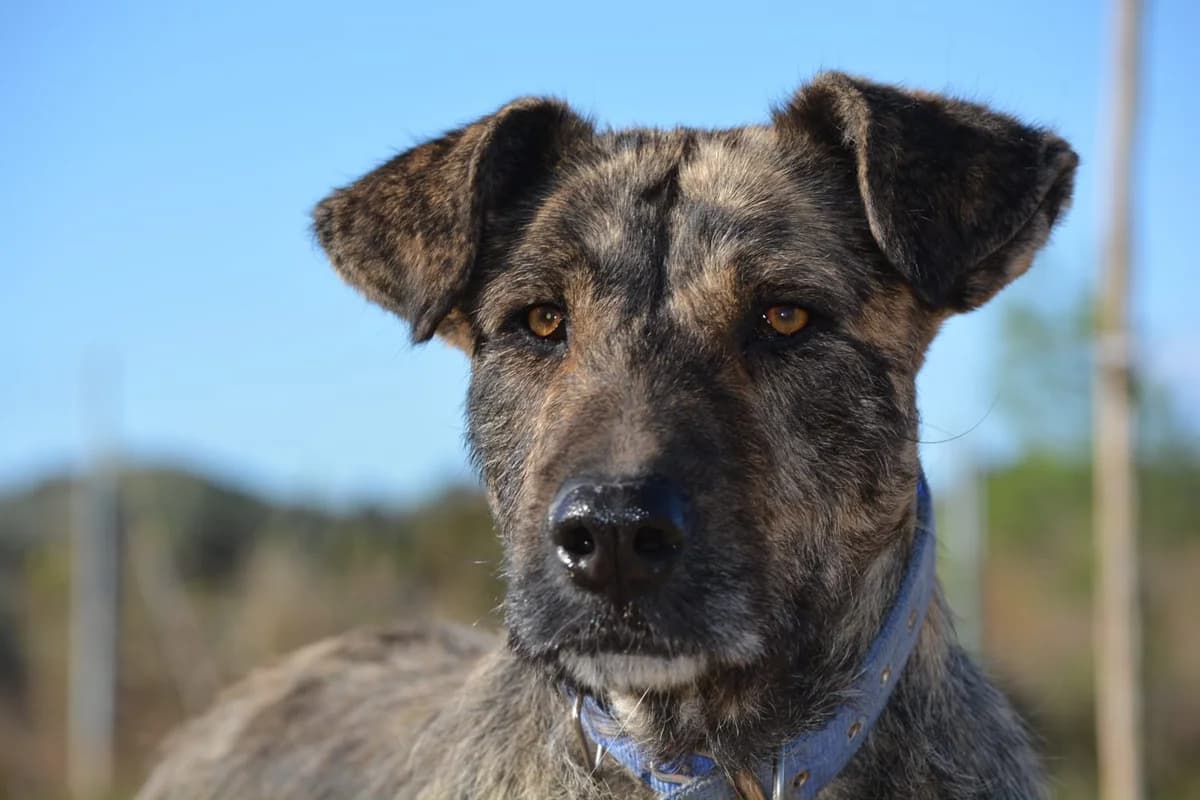 Norma Jean, Mixed Breed for adoption at ADAANA