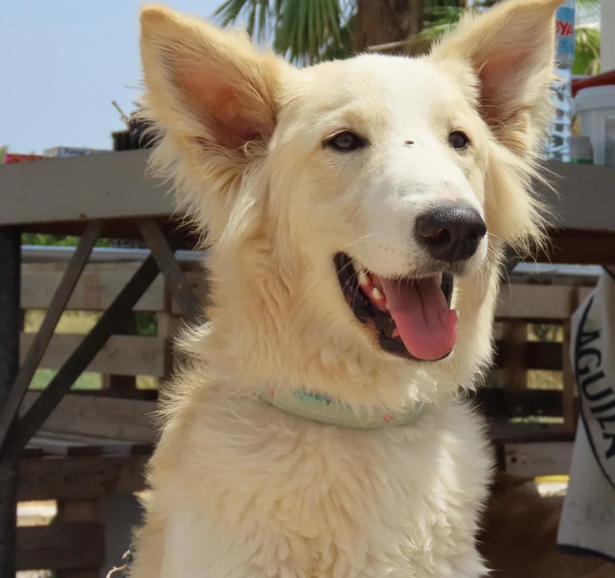 Sake, Mixed Breed for adoption at ADAANA