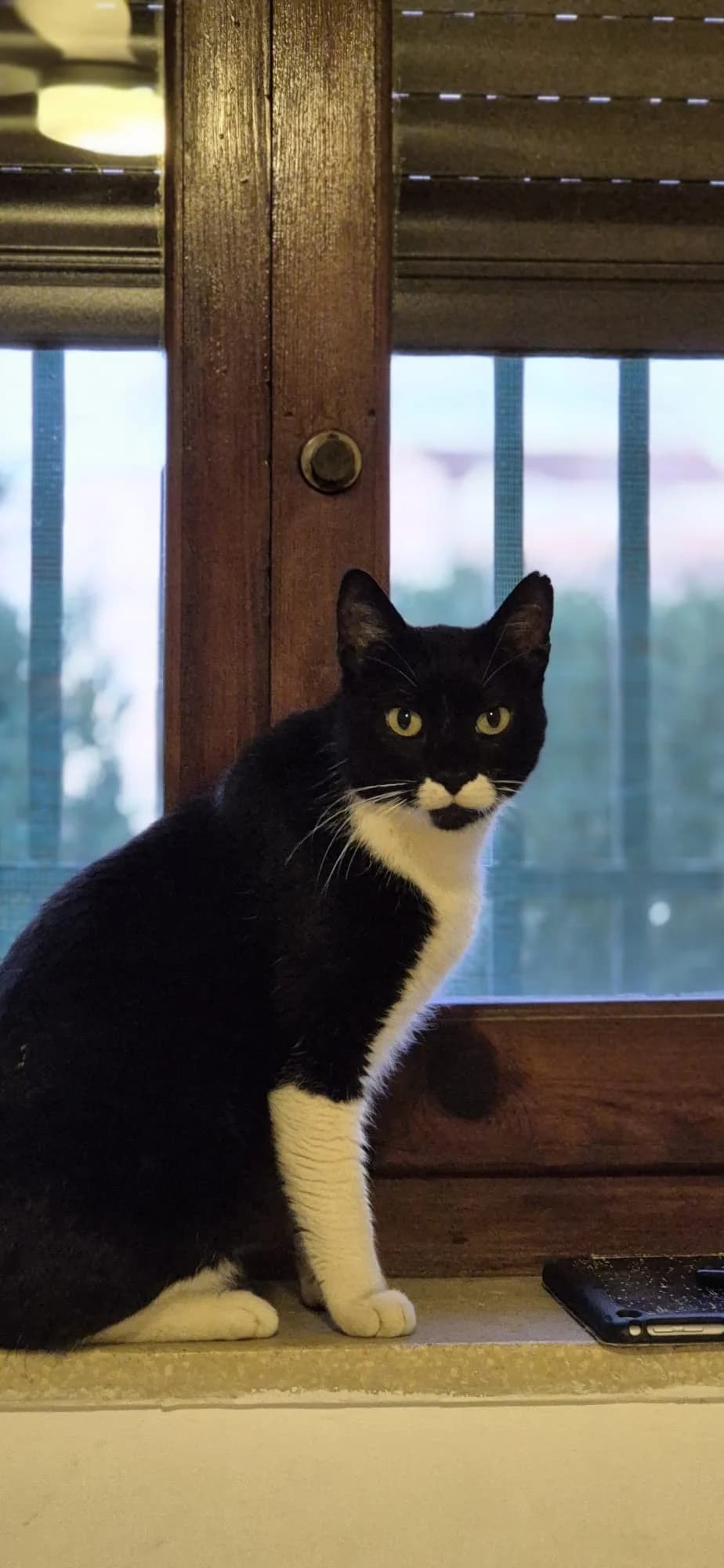 Mishino, Mixed Breed for adoption at ADAANA