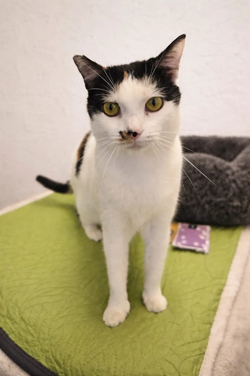 Princesa, 4yo Mixed Breed for adoption at ADAANA