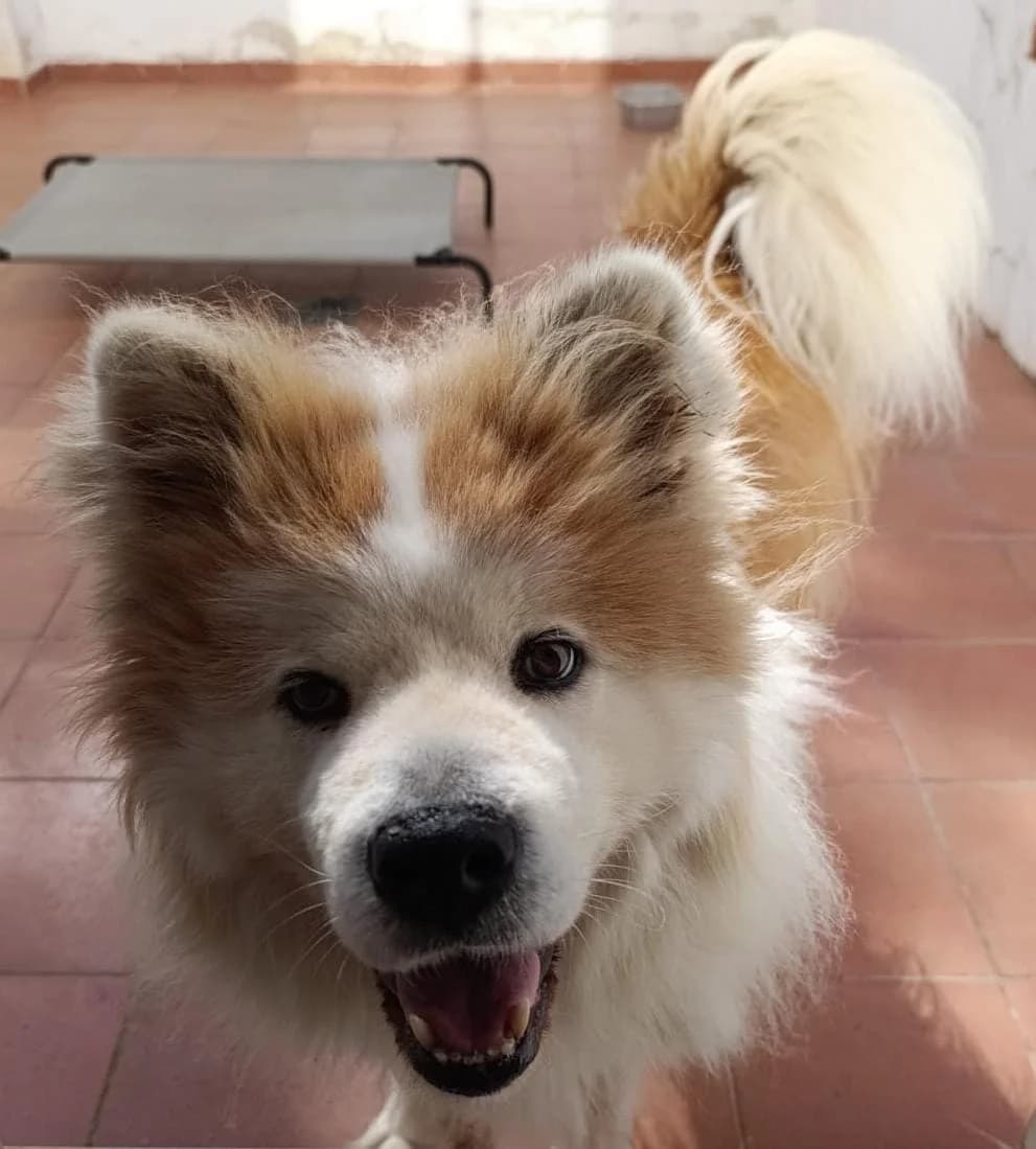 Bruz, Mixed Breed for adoption at ADAANA