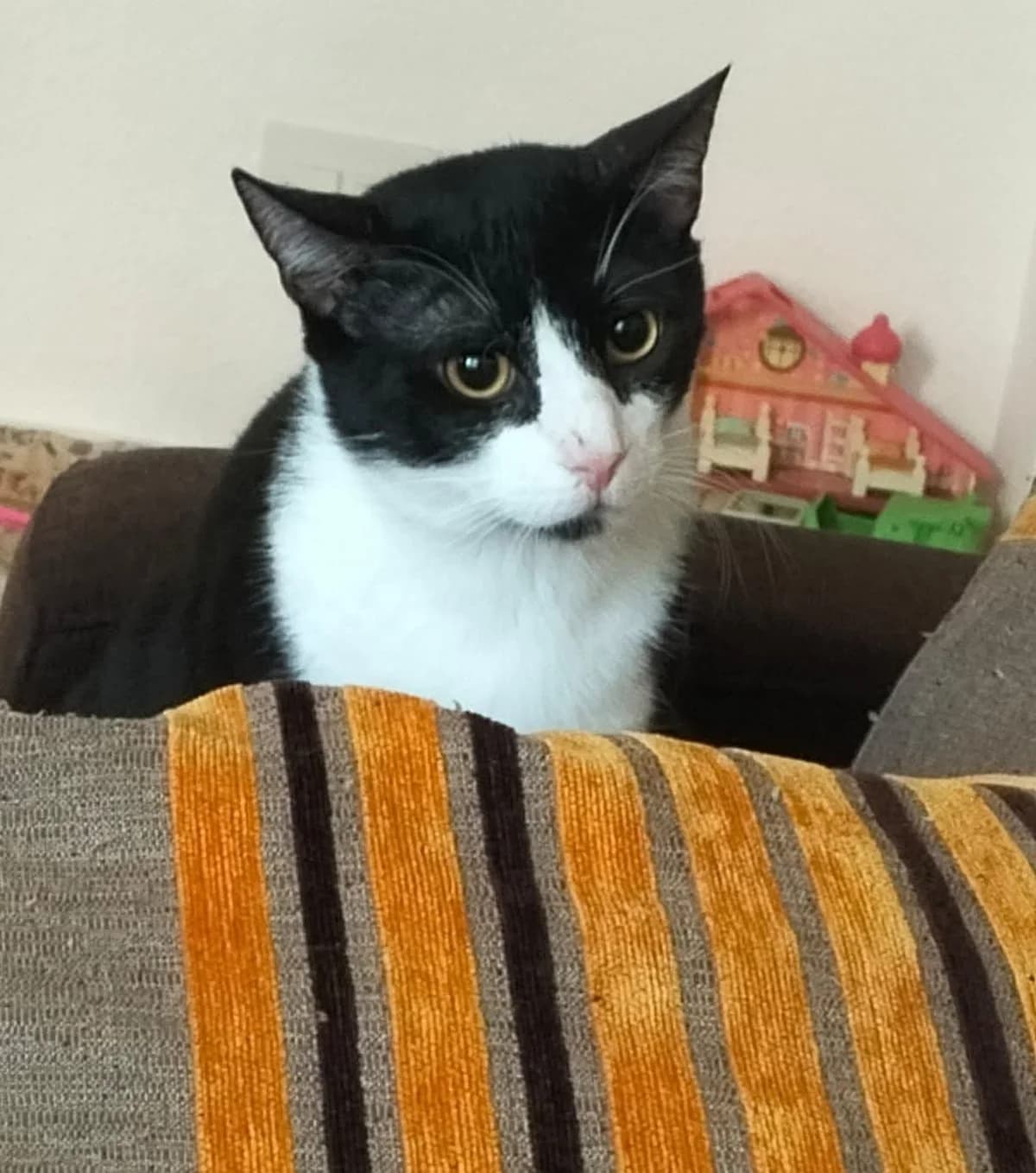 Calaf, Mixed Breed for adoption at ADAANA
