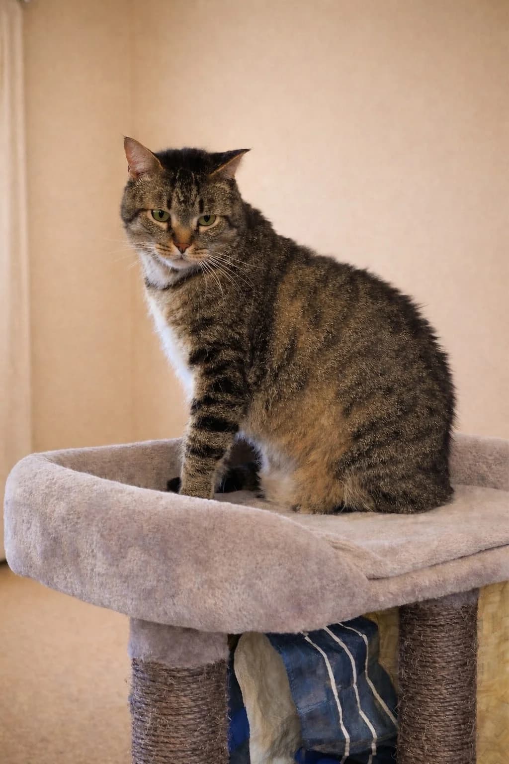 Gordiño, Mixed Breed for adoption at ADAANA