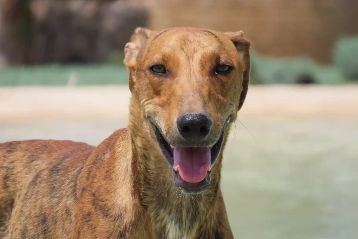 Reden, puppy Mixed Breed for adoption at ADAANA