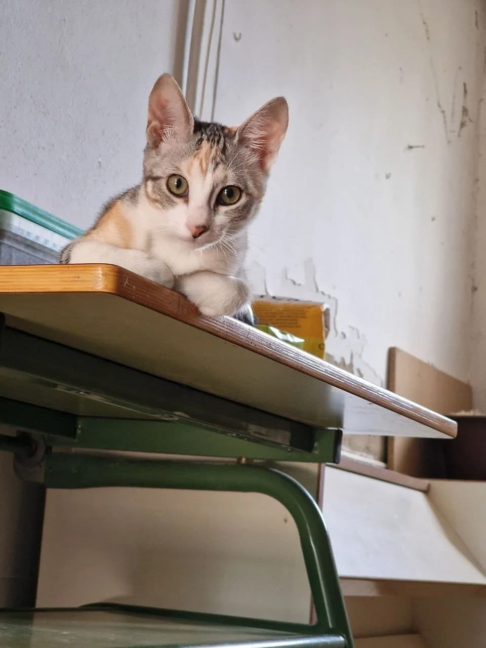 Kelly, Mixed Breed for adoption at ADAANA