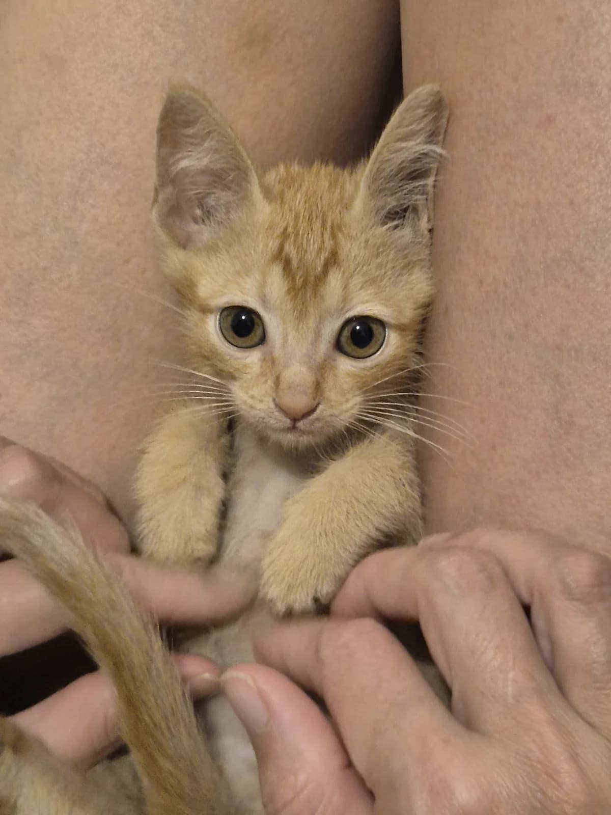 Diesel, Mixed Breed for adoption at ADAANA