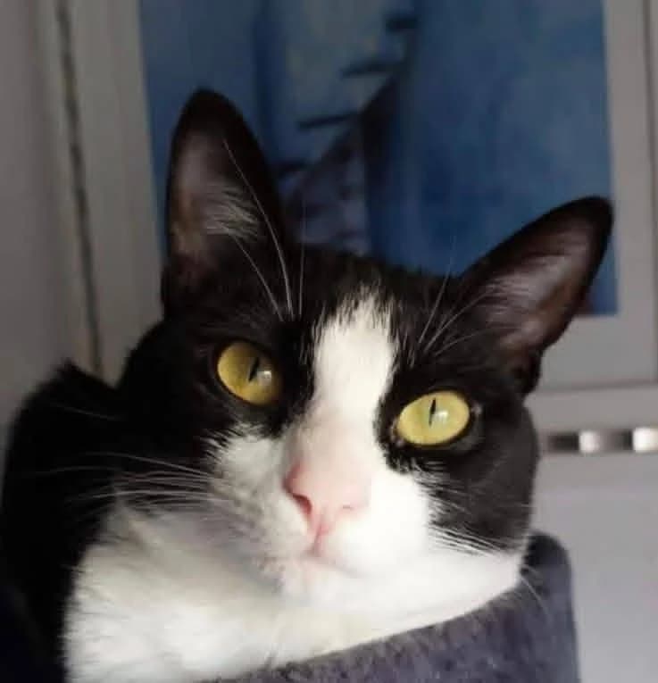 Aina, Mixed Breed for adoption at ADAANA
