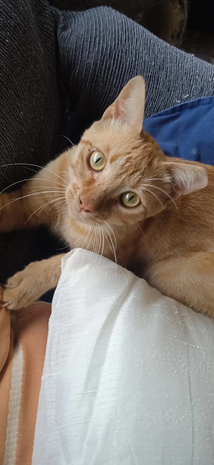 Edmond, Mixed Breed for adoption at ADAANA