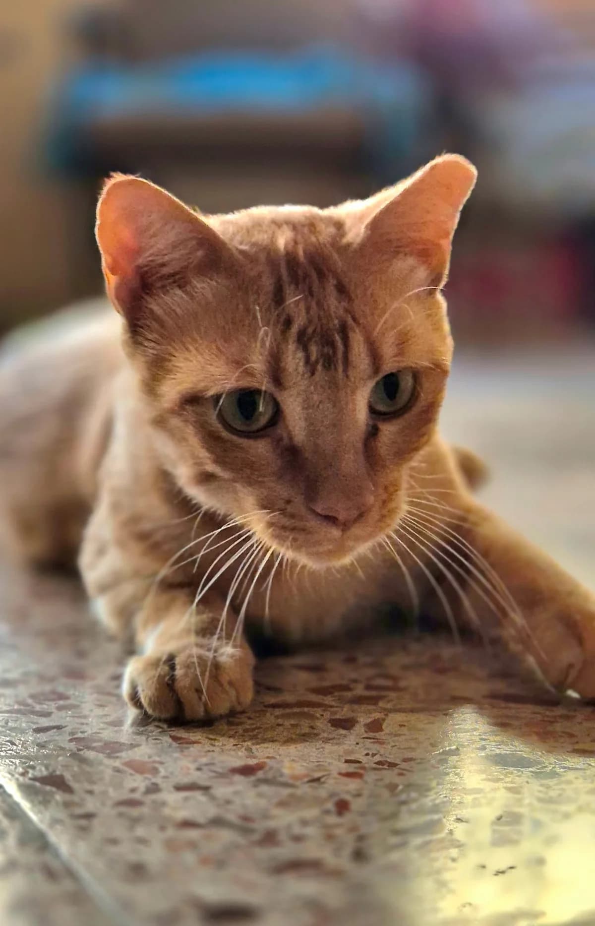 Edmond, Mixed Breed for adoption at ADAANA