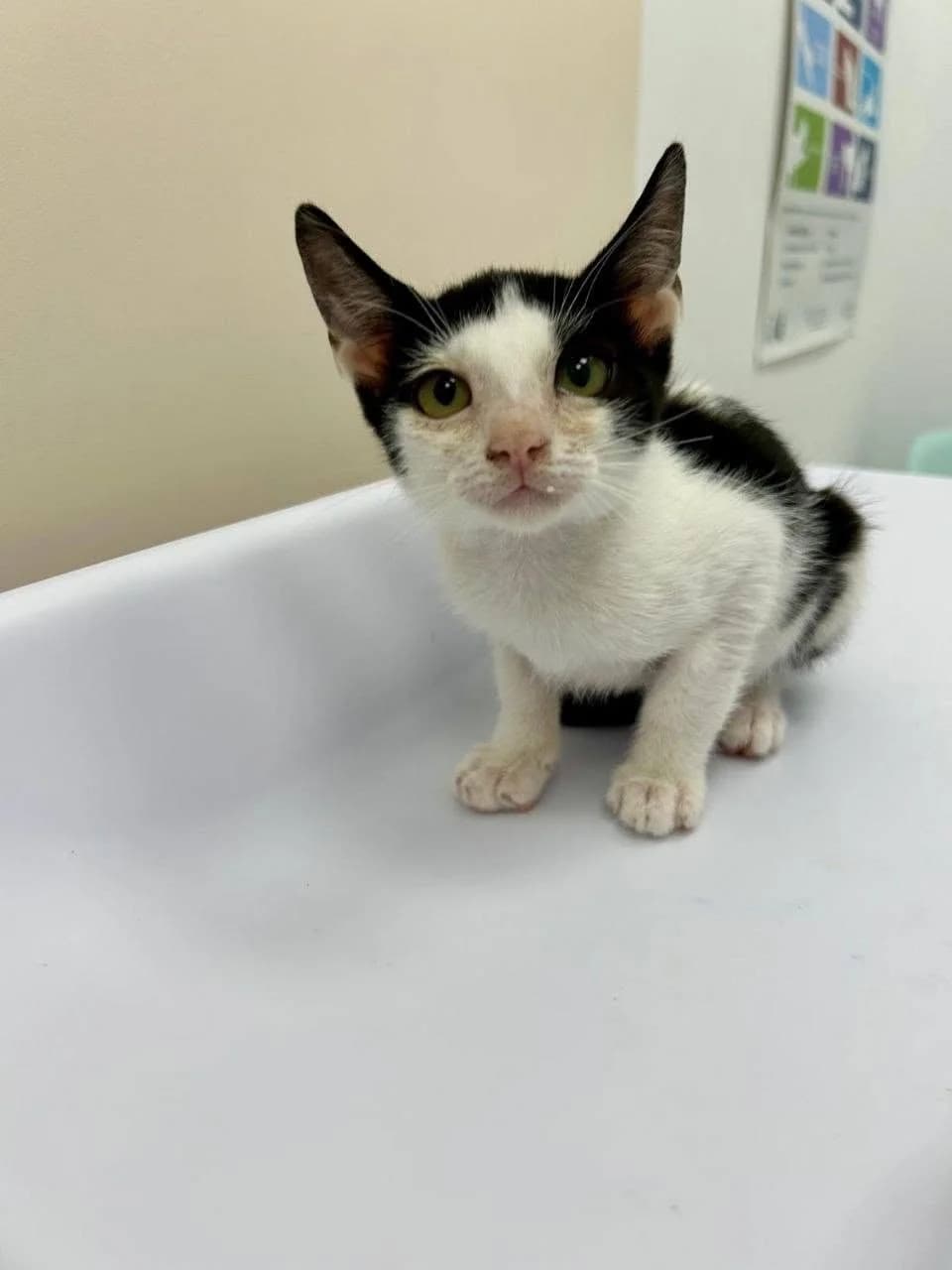 Kauai, Mixed Breed for adoption at ADAANA