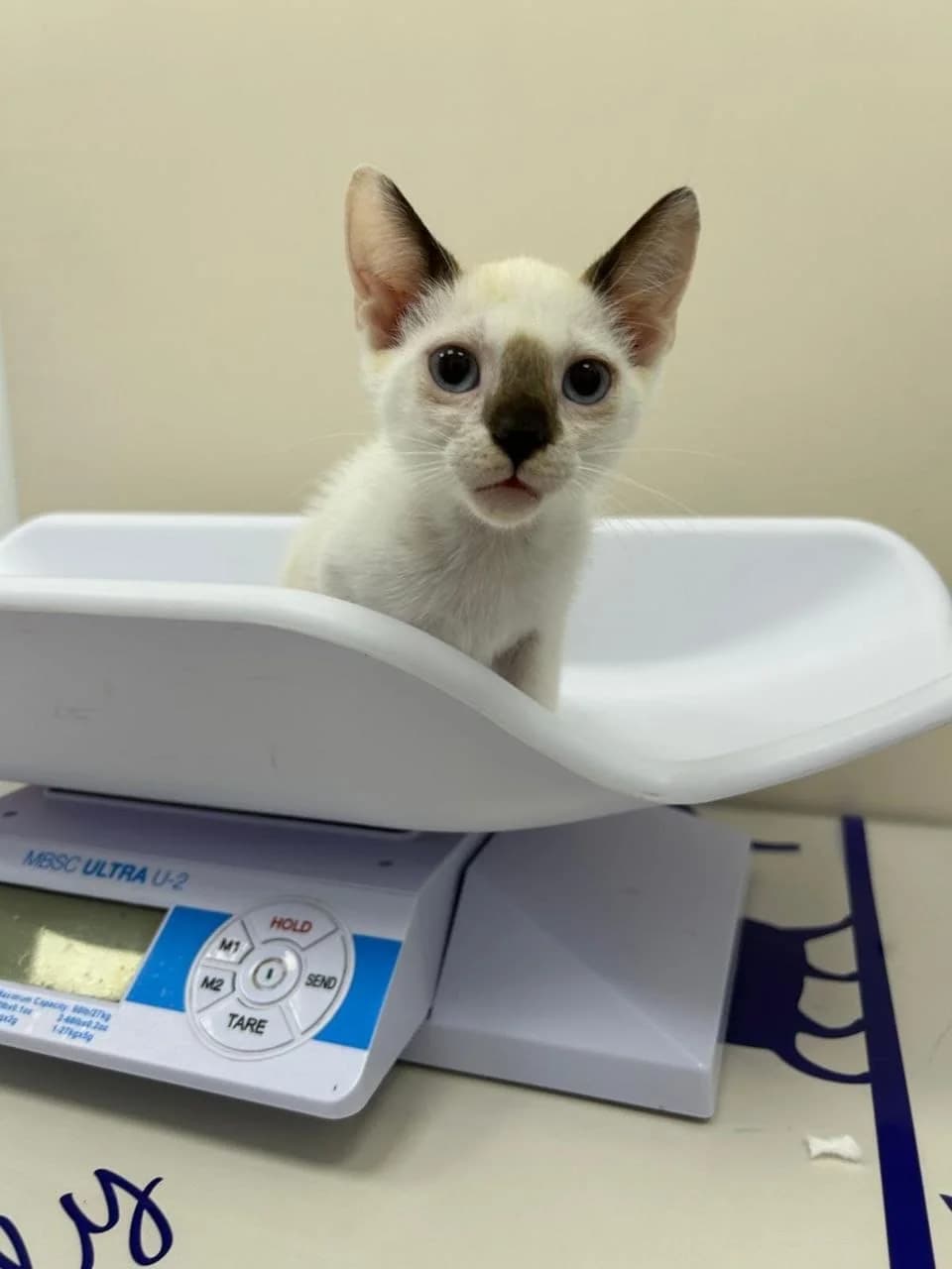 Lanai, Mixed Breed for adoption at ADAANA
