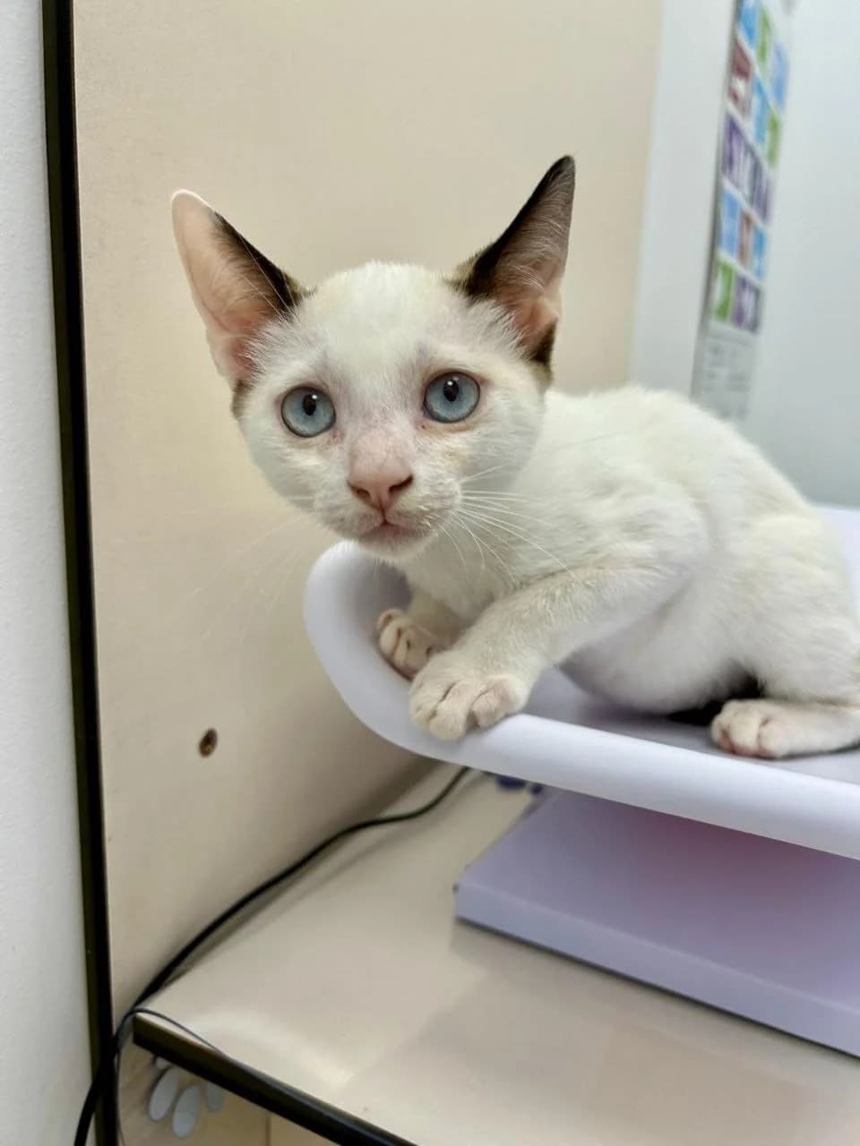 Maui, Mixed Breed for adoption at ADAANA