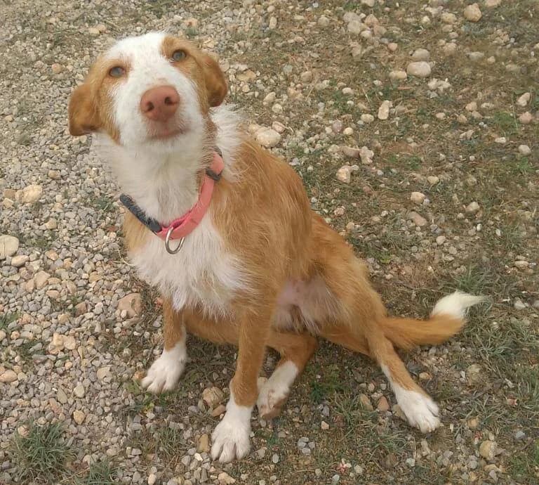 Camila, Mixed Breed for adoption at ADAANA