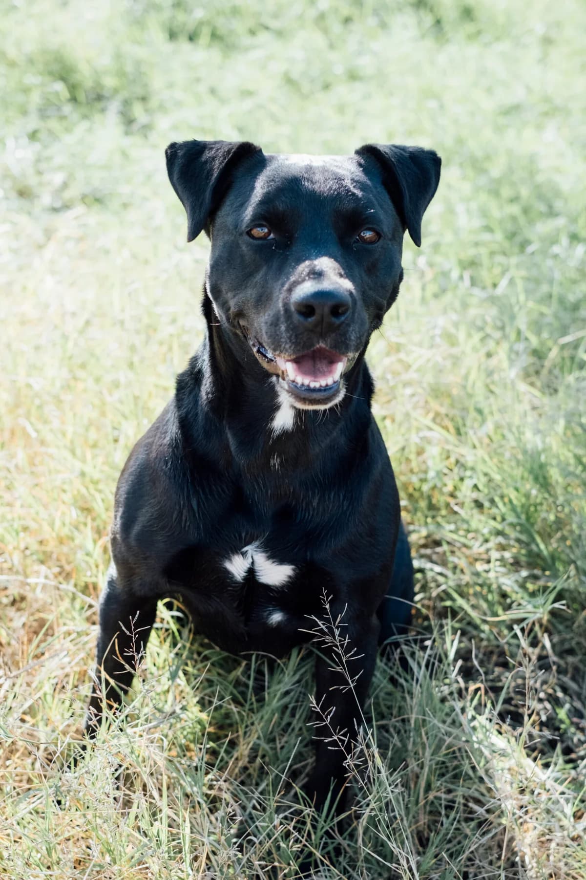 Chapapote, Mixed Breed for adoption at ADAANA