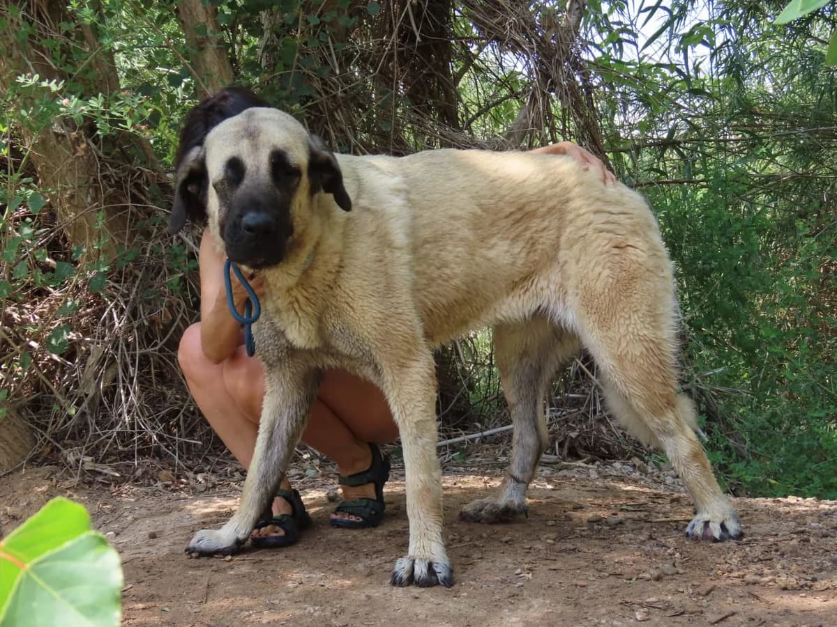Gaia, puppy Mixed Breed for adoption at ADAANA