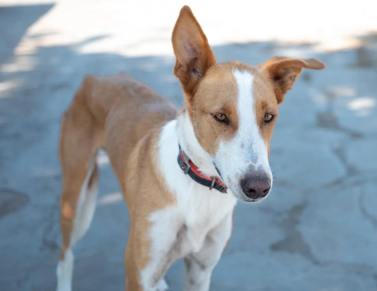 Mendel, Mixed Breed for adoption at ADAANA