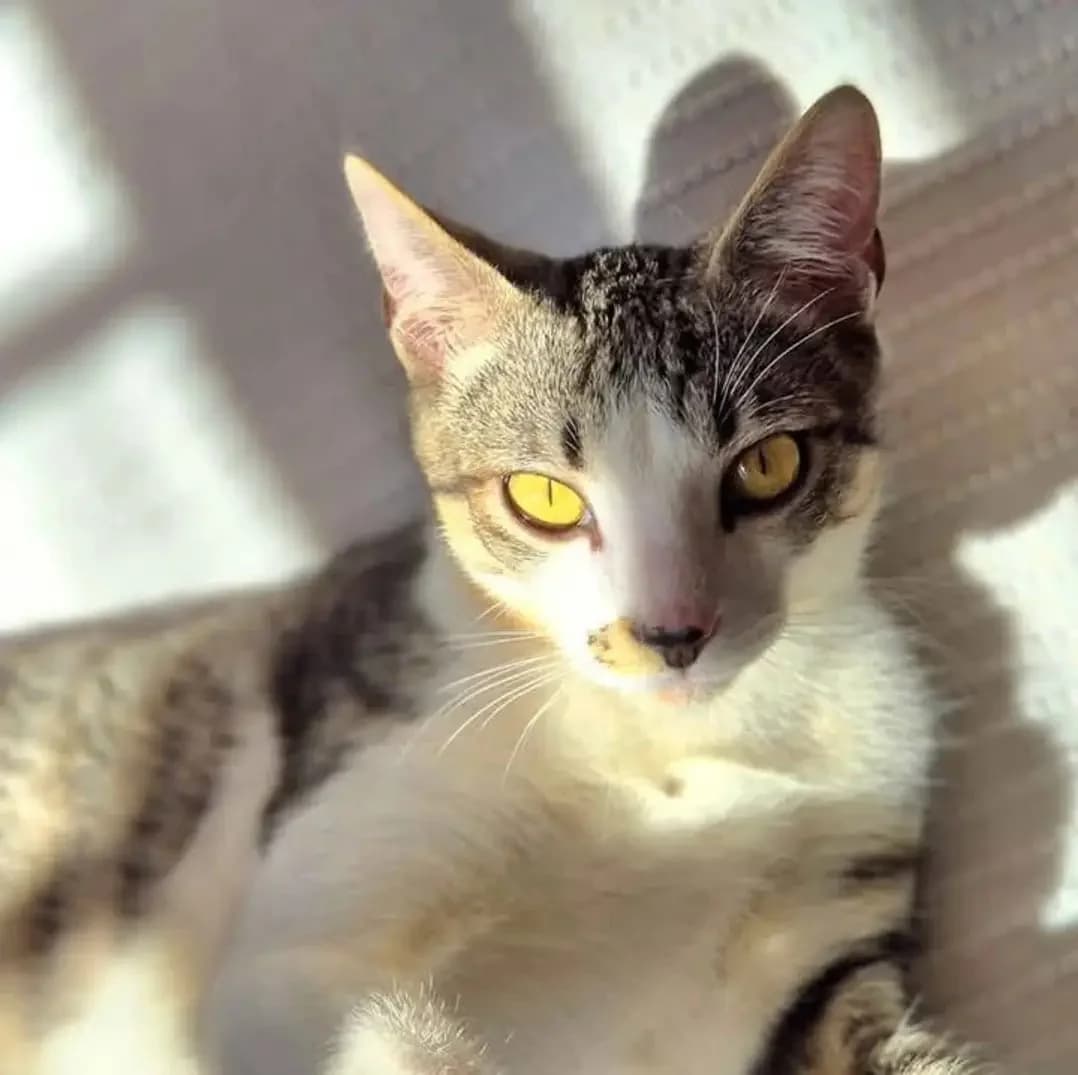 Fix, Mixed Breed for adoption at ADAANA