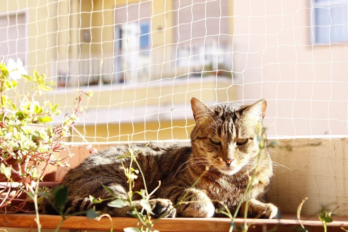 Jita, Mixed Breed for adoption at ADAANA