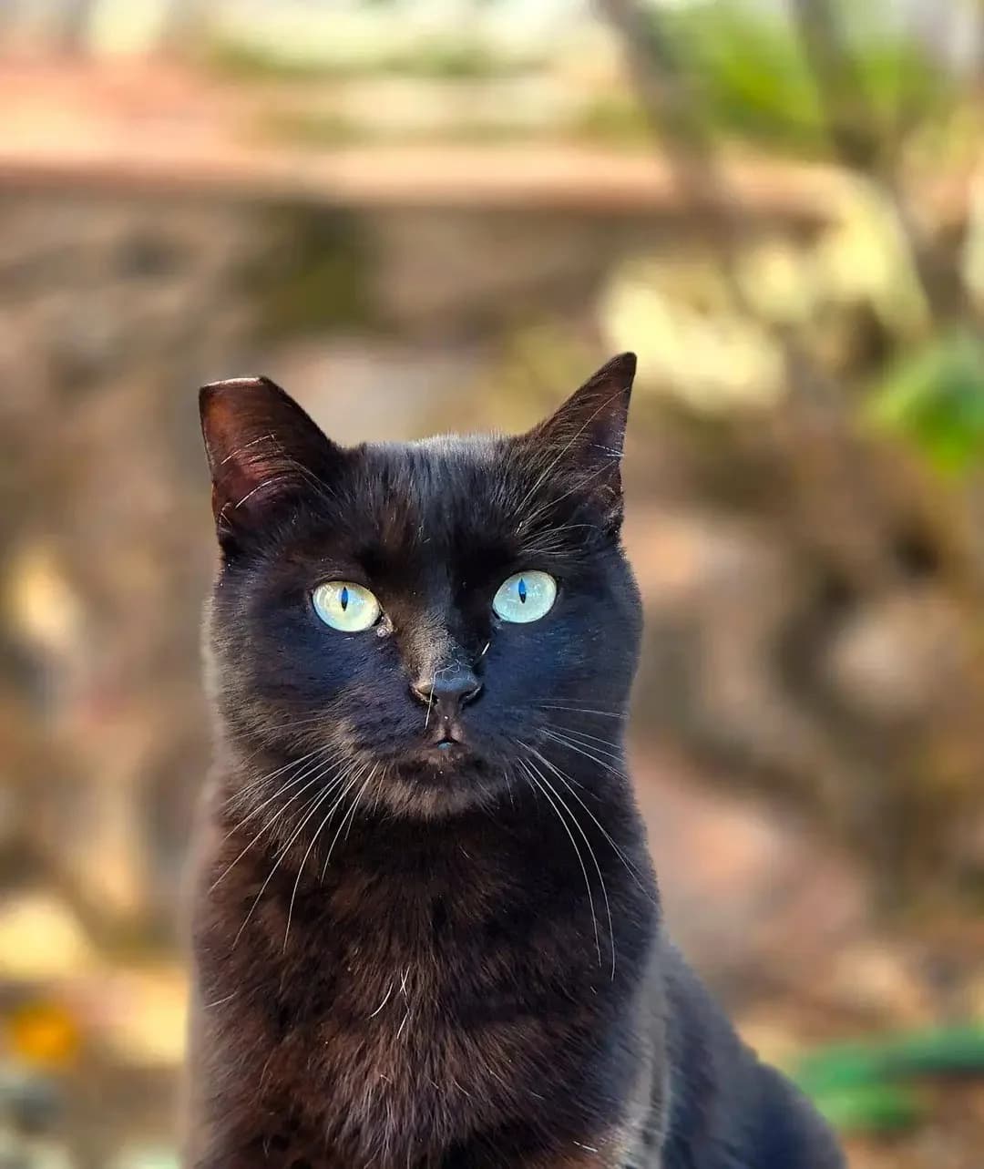 Kurama, Mixed Breed for adoption at ADAANA