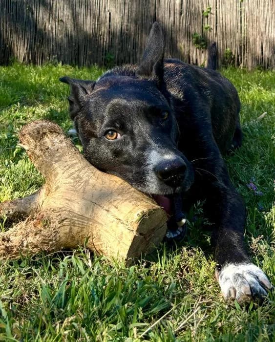 GRIMM, male 3yo Mixed Breed for adoption at ADAM Protectora El Masnou