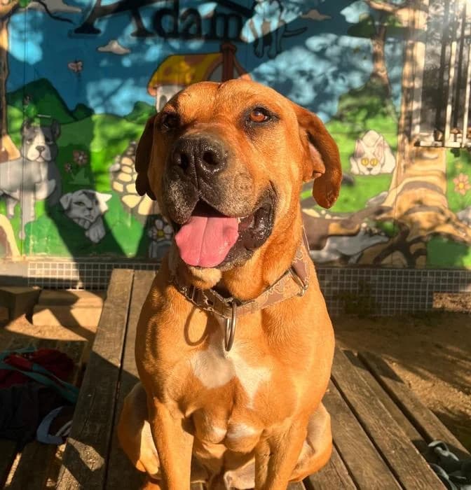 BRUCE, male 4yo Mixed Breed for adoption at ADAM Protectora El Masnou