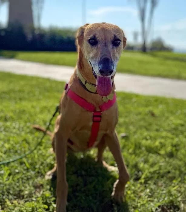 ITZA, female senior Mixed Breed for adoption at ADAM Protectora El Masnou