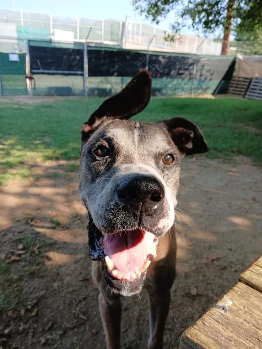 PATRICK, male senior Mixed Breed for adoption at ADAM Protectora El Masnou