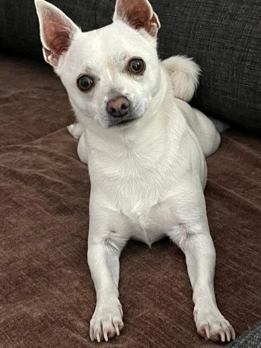 COCO, male 5yo Chihuahua for adoption at ADAM Protectora El Masnou