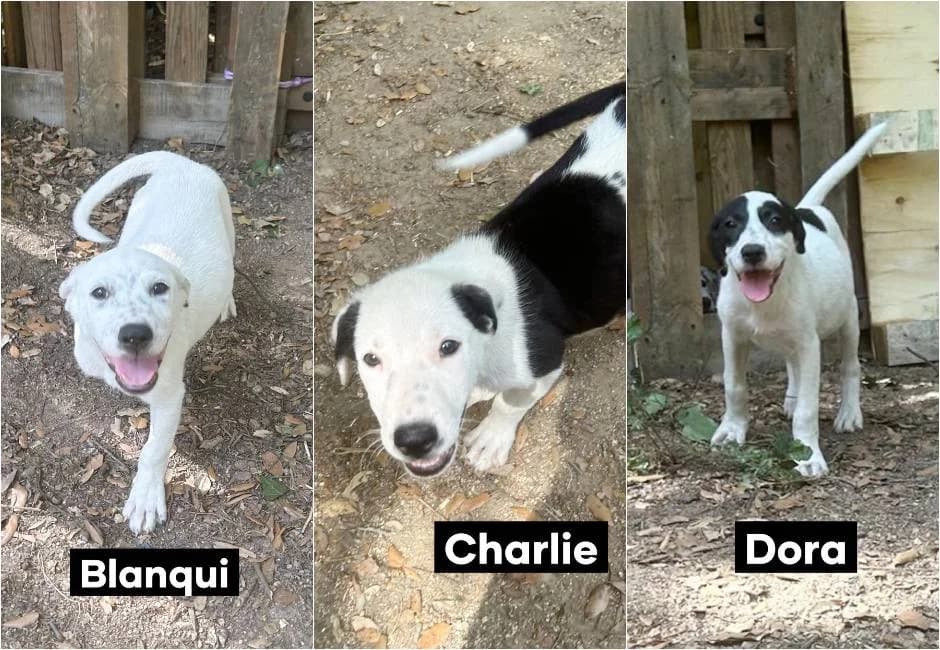 3 gossets cadell en adopció, male Mixed Breed for adoption at ADANA Alella (Protectora Animals)