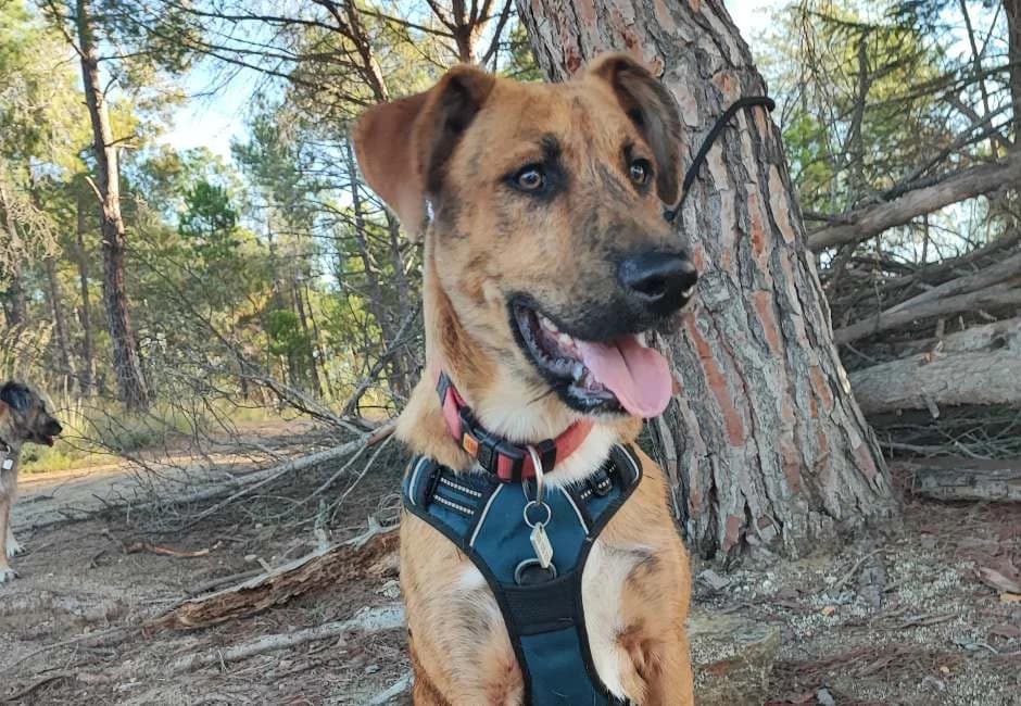 Júpiter, male Mixed Breed for adoption at ADANA Alella (Protectora Animals)