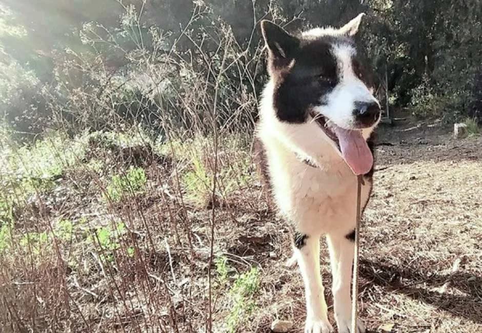 Lloba, female Mixed Breed for adoption at ADANA Alella (Protectora Animals)