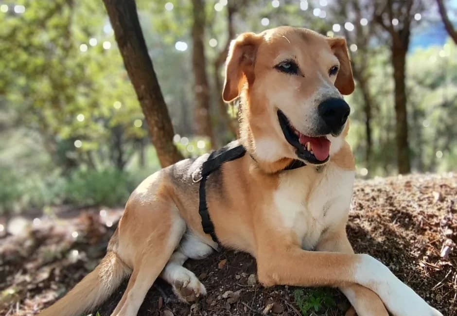 Lobito, male Mixed Breed for adoption at ADANA Alella (Protectora Animals)