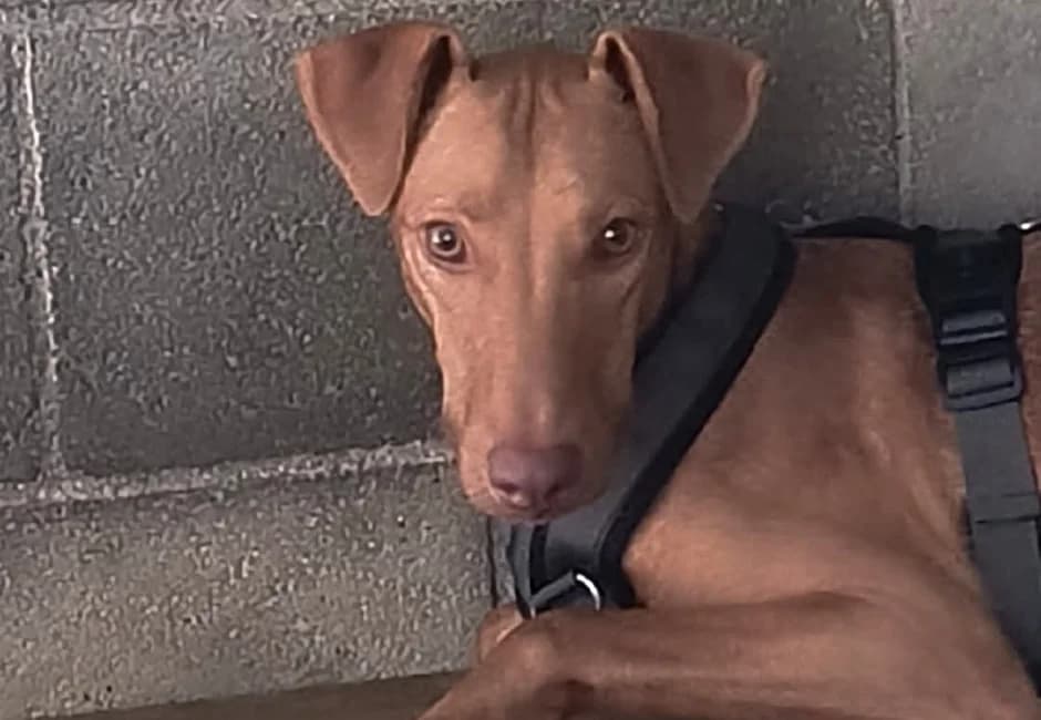 Silvestre, male Mixed Breed for adoption at ADANA Alella (Protectora Animals)