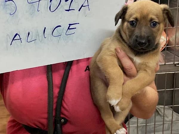 Alice, female puppy Mixed Breed for adoption at ADANA Costa del Sol, Estepona
