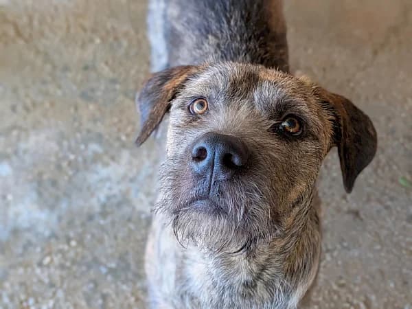 Ander, male young mixed breed for adoption at ADANA Costa del Sol, Estepona