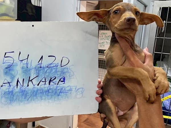Ankara, female puppy Podenco for adoption at ADANA Costa del Sol, Estepona
