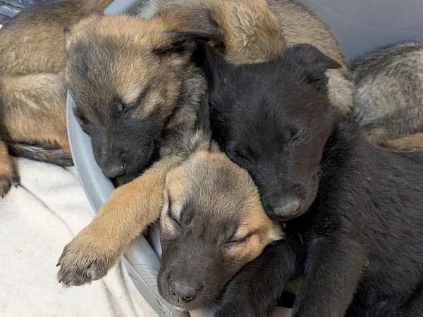 Betiana, female puppy mixed breed for adoption at ADANA Costa del Sol, Estepona