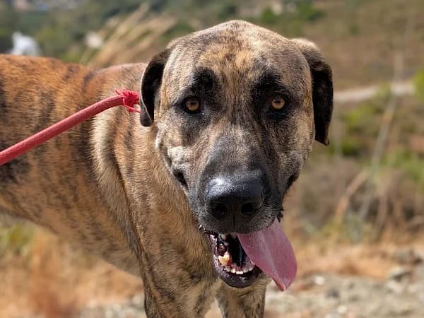 Bruce, male young mixed breed for adoption at ADANA Costa del Sol, Estepona