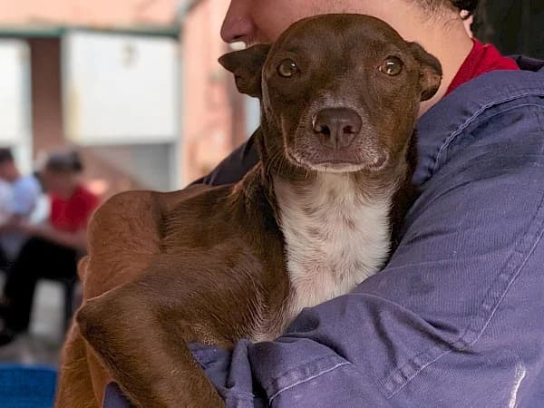 Choco, male 3yo Podenco for adoption at ADANA Costa del Sol, Estepona