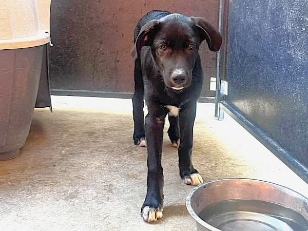Dante, male puppy Border Collie for adoption at ADANA Costa del Sol, Estepona