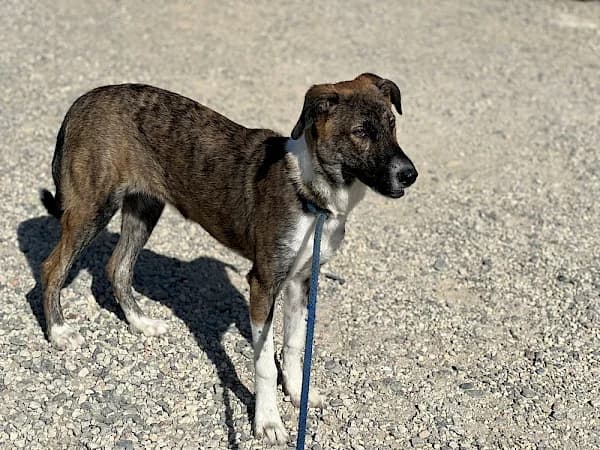 Elena, female young Collie for adoption at ADANA Costa del Sol, Estepona