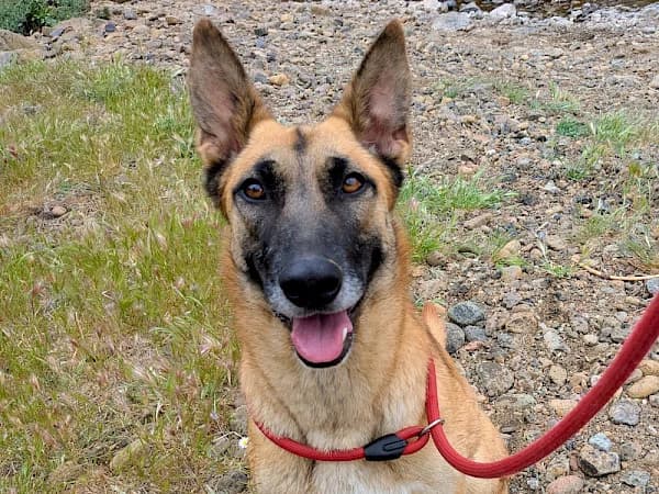 Ginger, female young mixed breed for adoption at ADANA Costa del Sol, Estepona