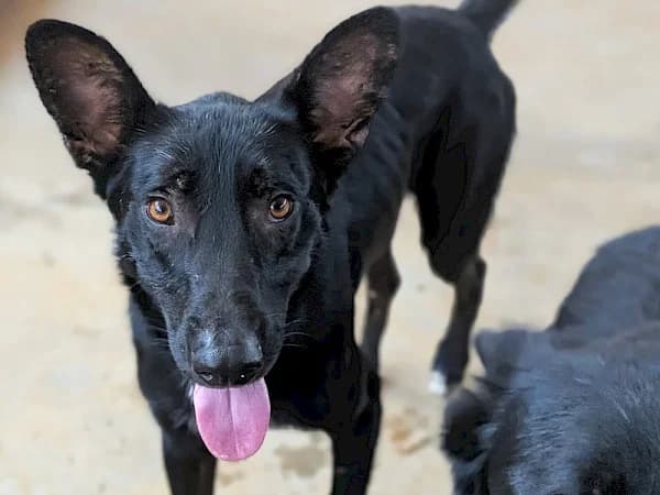 Heathcliff, male 3yo Mixed Breed for adoption at ADANA Costa del Sol, Estepona