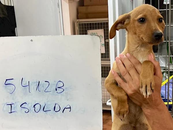 Isolda, female puppy Podenco for adoption at ADANA Costa del Sol, Estepona