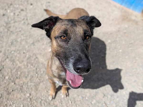 Jamie, male young mixed breed for adoption at ADANA Costa del Sol, Estepona