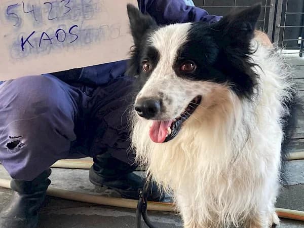 Kaos, male 6yo Border Collie for adoption at ADANA Costa del Sol, Estepona