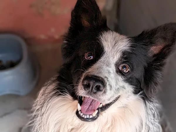 Kaos, male 6yo Border Collie for adoption at ADANA Costa del Sol, Estepona