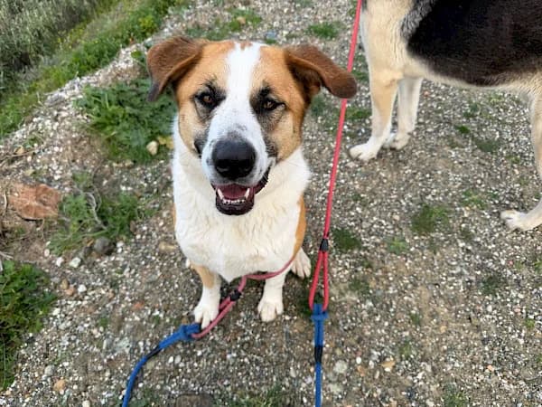 Karina, female 4yo mixed breed for adoption at ADANA Costa del Sol, Estepona