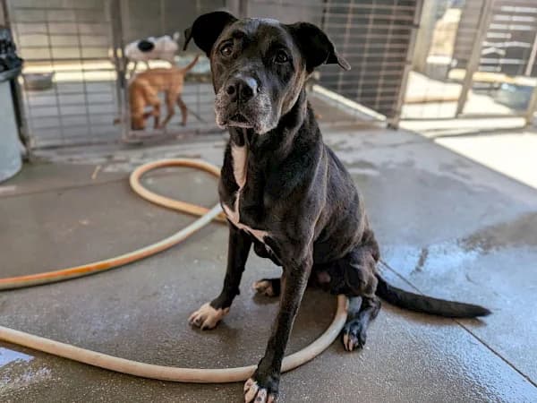 Kiera, female mixed breed for adoption at ADANA Costa del Sol, Estepona