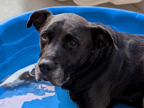 Kiera, female senior Labrador Retriever for adoption at ADANA Costa del Sol, Estepona